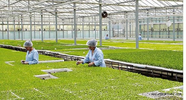 Türkiye’nin en büyük projelerinden biri Dikili’de hayat buluyor