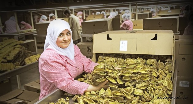 Tütün ve tütün mamulleri ihracatı 1 milyar doları aştı
