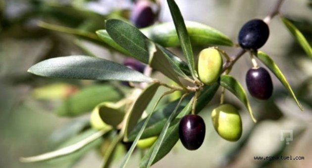 Zeytin üreticilerinden hükümete çağrı