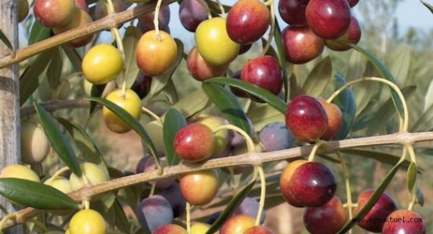 Zeytinyağı üretiminde dünya üçüncülüğü hedefleniyor